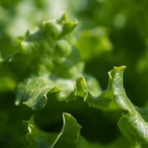 Insalata verde