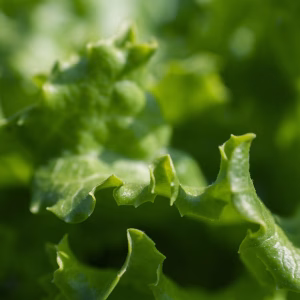 Insalata Verde